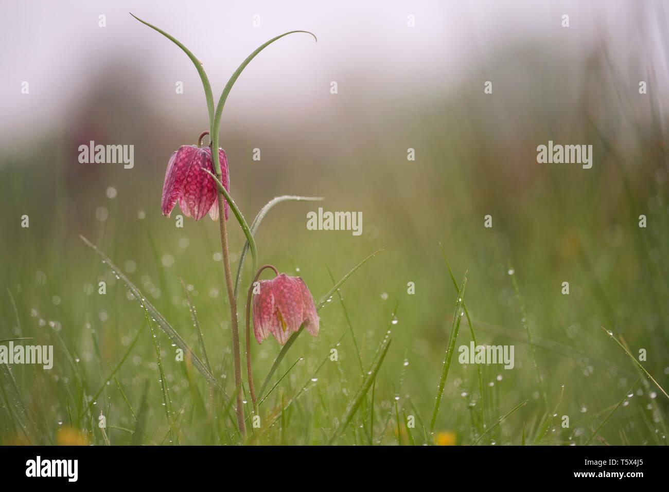 Schlangen Kopf fritillary, Mitte April in einem oxfordshire Flut Wiese Stockfoto