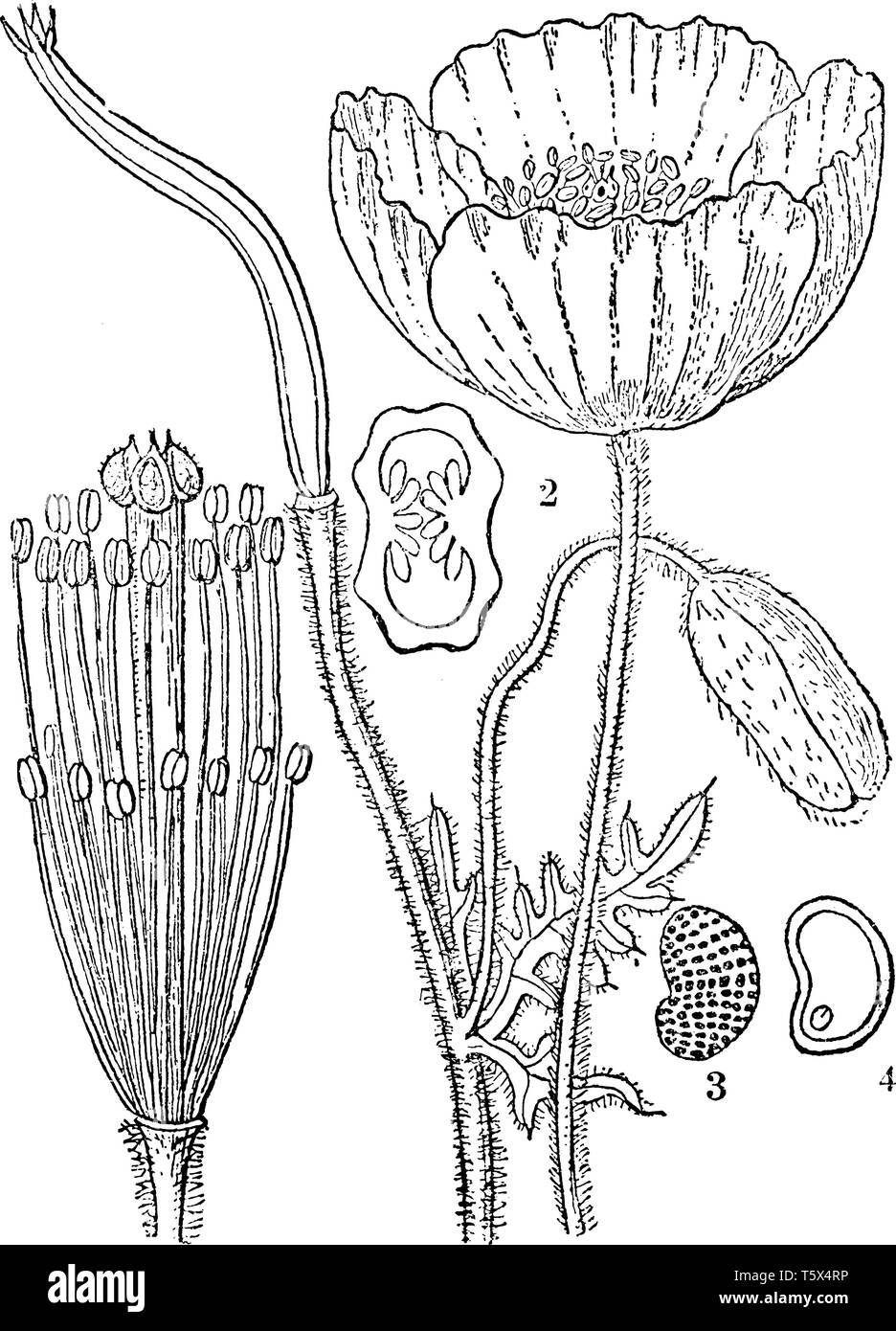 Querschnitt Des Staubgefasses Stockfotos Und Bilder Kaufen Alamy
