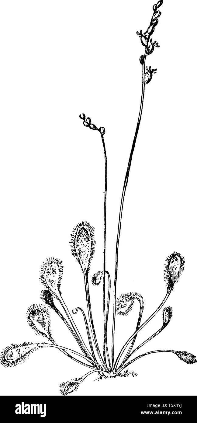 Das Bild zeigt die Long-Leaved Sonnentau Anlage. Sie ist heimisch in Amerika, und es gehört zu Droseraceae Familie. Es ist auch als Kap Sonnentau genannt. Es hat lon Stock Vektor