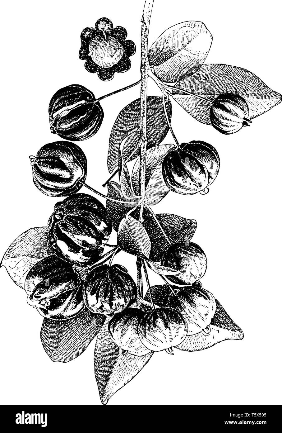 Surinam Kirsche ist ein tropischer Strauch. Es ist bekannt als Pitanga und auch ein einfach zu wachsen, vintage Strichzeichnung oder Gravur Abbildung. Stock Vektor