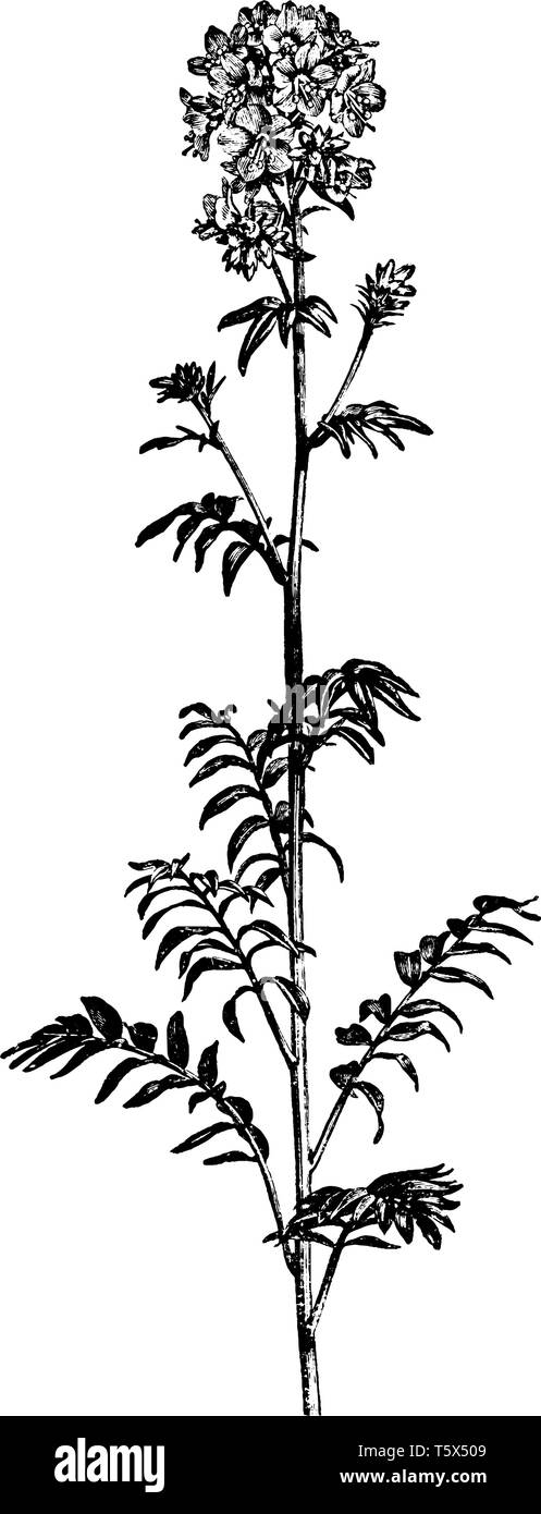 Jacob's Ladder oder Polemonium caeruleum auch bekannt als griechische Baldrian ist heimisch in gemäßigten Regionen Europas. Die Blüten sind Lavendel - farbige oder whit Stock Vektor