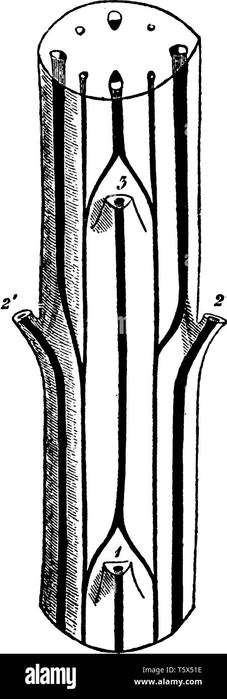 Dies ist eine Abbildung der Cerastium Stamm, zeigt den Querschnitt der Stammzellen von Cerastium, vintage Strichzeichnung oder Gravur Abbildung. Stock Vektor