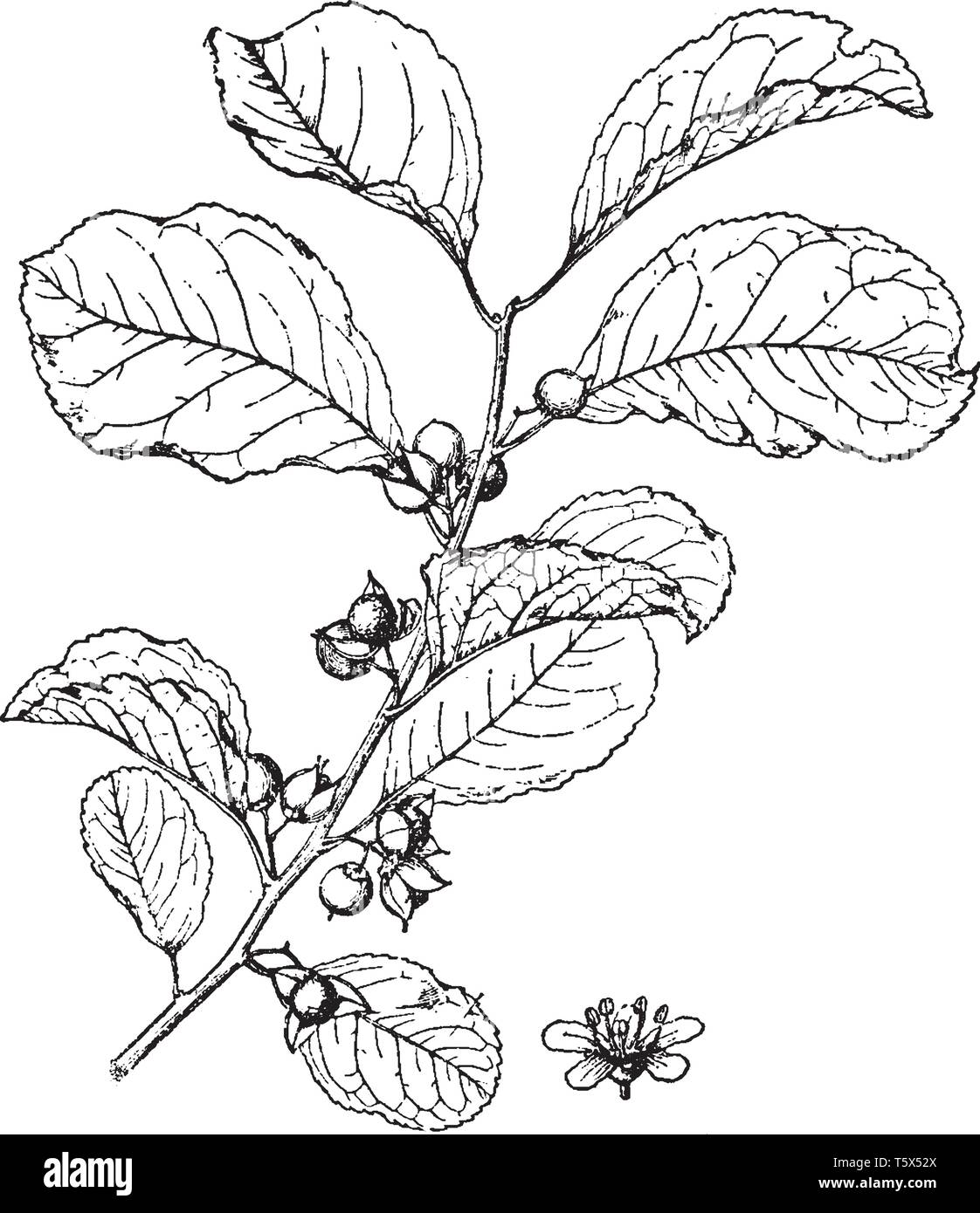 Celastrus orbiculatus ist eine mehrjährige Laub, Klettern und waldige Pflanze, vintage Strichzeichnung oder Gravur Abbildung. Stock Vektor