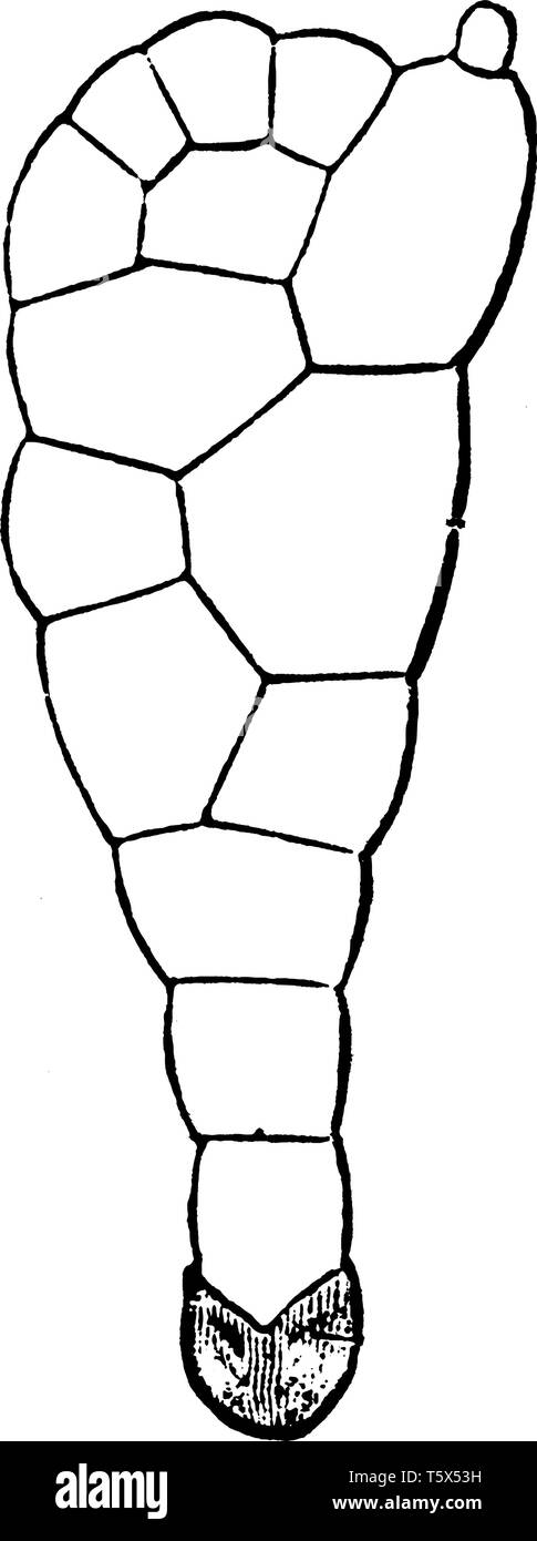 Ein Bild der jungen ProThallus der Farn. Es besteht aus einer primären Wurzel, Blatt, das Rudiment eines neuen Stammzellen, und eine Orgel, vintage Strichzeichnung oder Stock Vektor