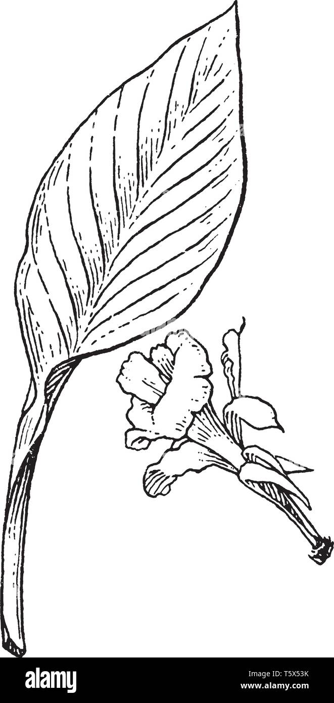Canna ist blühende Pflanzen. Ihre Blätter sind groß und Blumen gelb