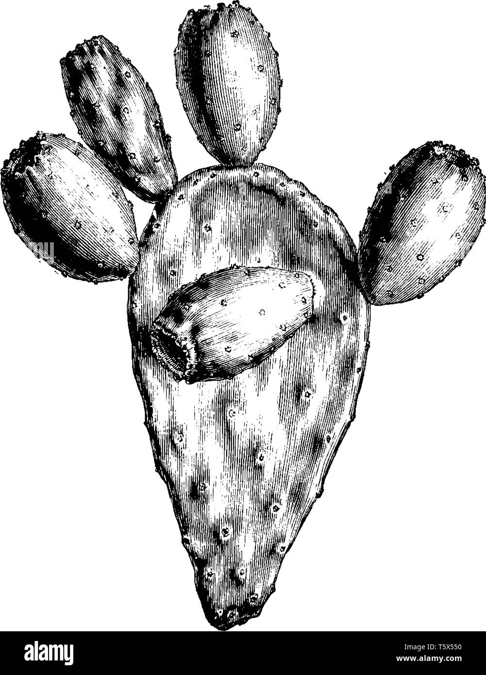 Ein Bild zeigt den Zweig der Indische Feige, der Gemeinsame Name von Opuntia ficus-indica, hat gelbe Blumen, die blühen im Mai, vintage Strichzeichnung oder Ger Stock Vektor