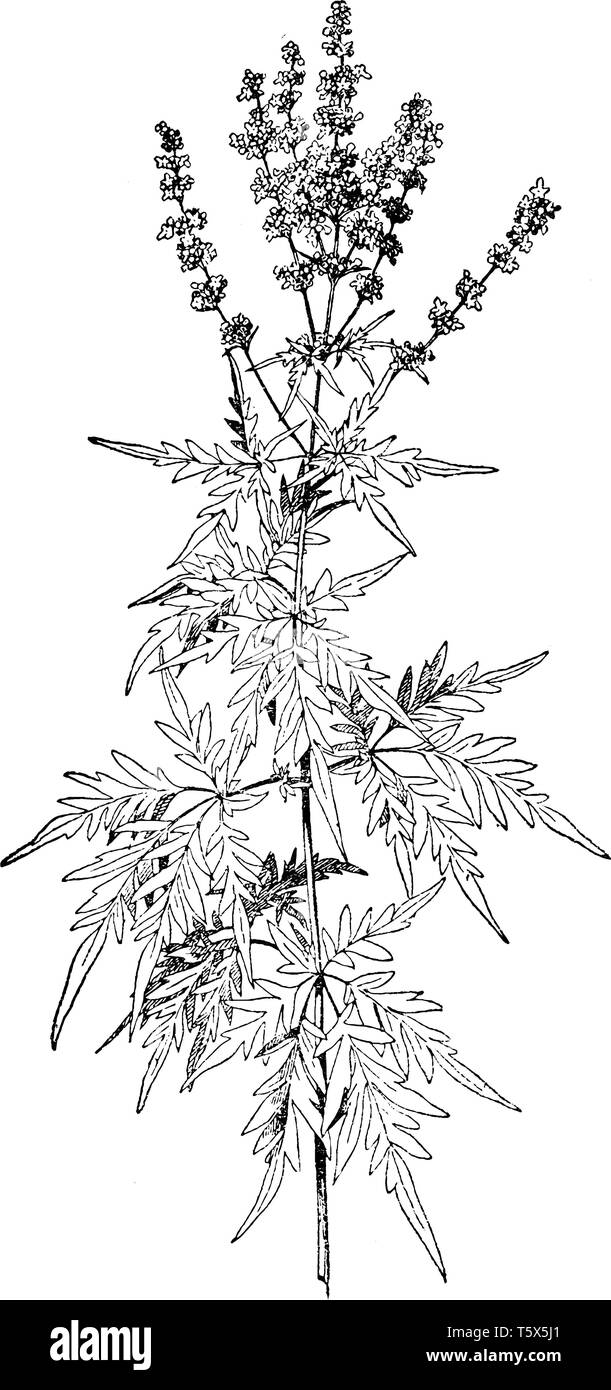Eine große Herde für sein starkes Aroma bekannt und es ist, als Vitex freemanii x bekannt, vintage Strichzeichnung oder Gravur Abbildung. Stock Vektor
