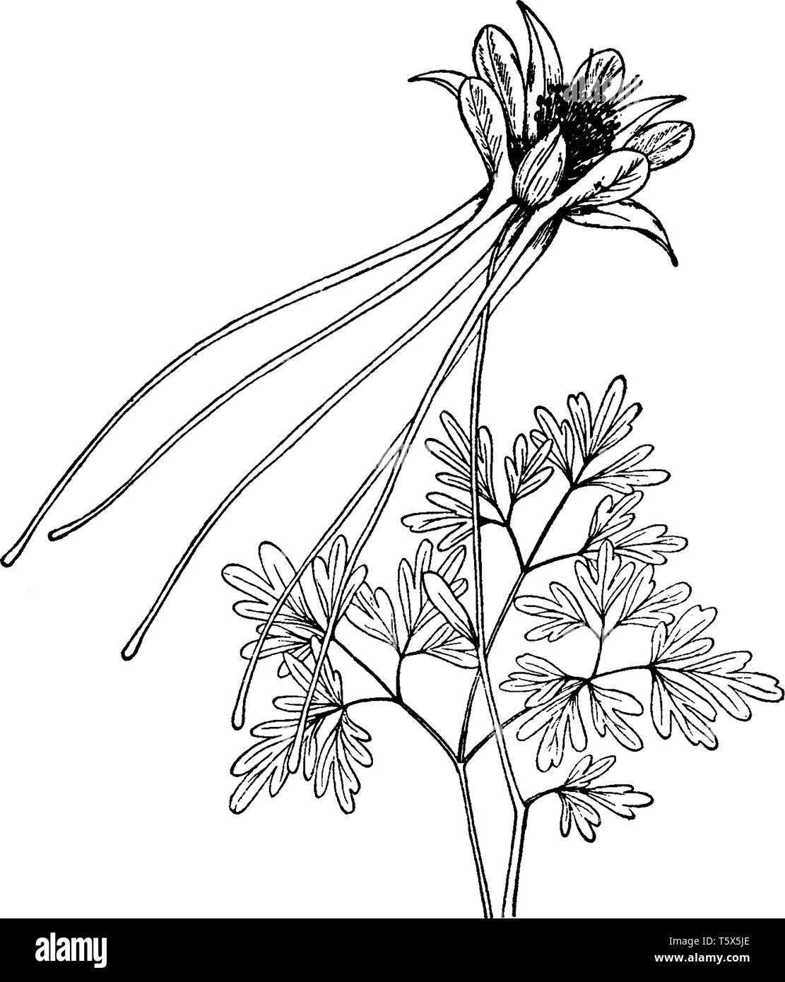 Ein Bild zeigt Aquilegia Longissima Anlage. Es ist lang - columbine Sporn, ist eine seltene mehrjährige Kraut. Die Blättchen sind tief gelappt und Schneiden und Pflanze ist Co Stock Vektor