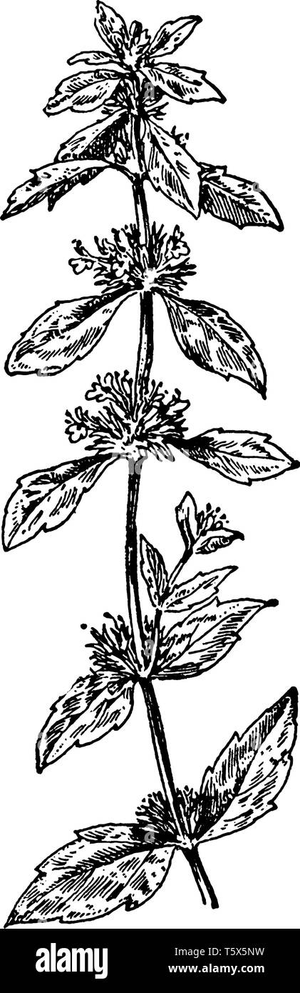 Amerikanische Pennyroyal ist eine niedrig wachsende, stark aromatisch Stauden einjährige Pflanze 15-30 cm hoch. Die Blätter sind klein, dünn und eher schmal. Die Stock Vektor