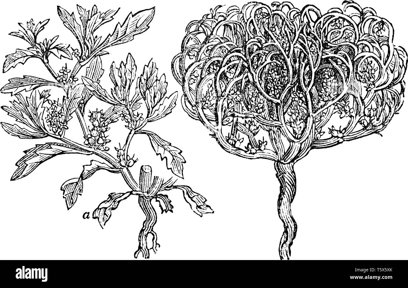 Diese Bilder zeigen eine Rose von Jericho. Die Stiele sehr dicht sind gerundet, vintage Strichzeichnung oder Gravur Abbildung. Stock Vektor