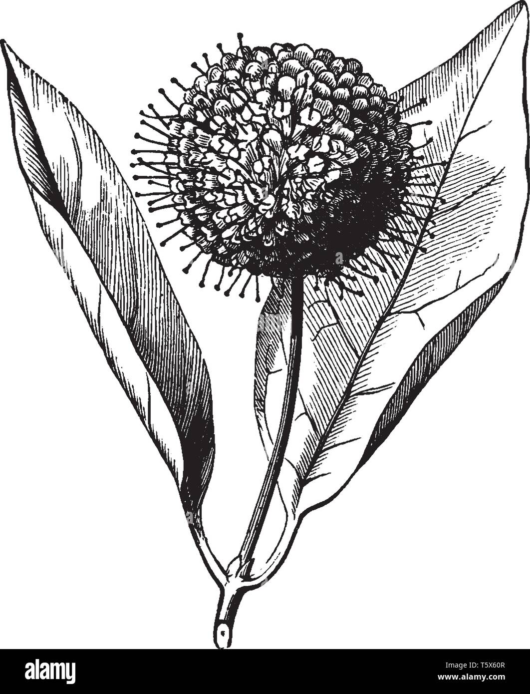 Cephalanthus ist blühende Pflanze. Es ist eine sommergrüne Strauch, vintage Strichzeichnung oder Gravur Abbildung. Stock Vektor