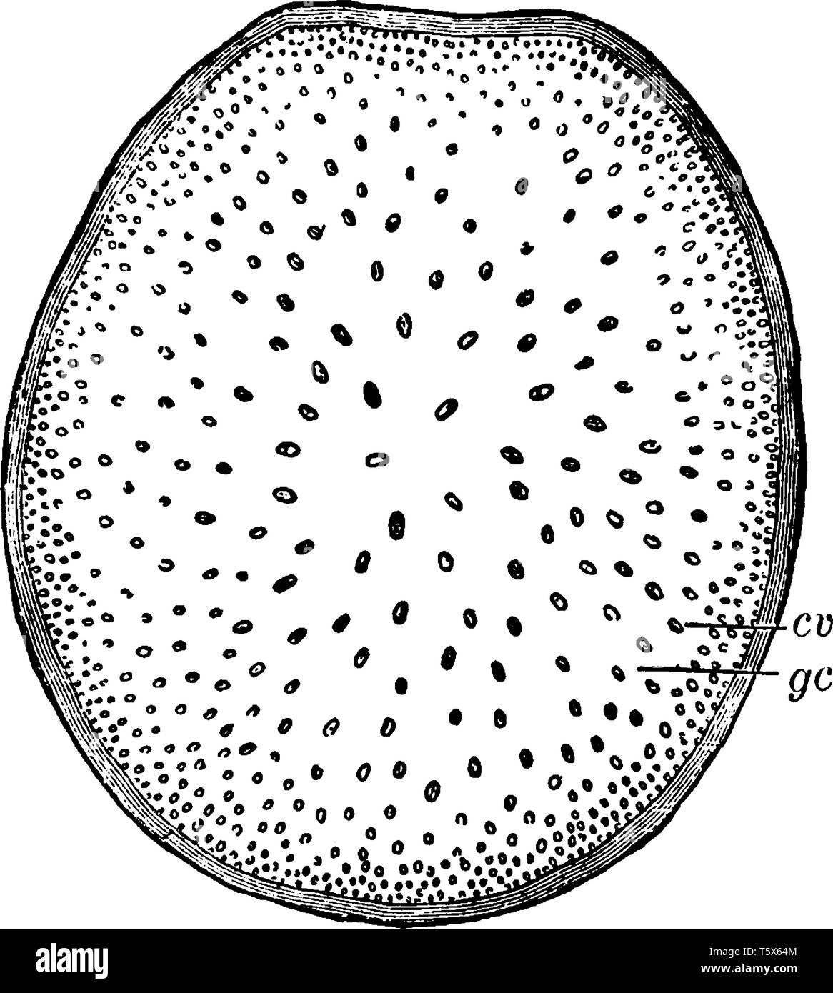Das ist Bild Querschnitt von Stammzellen der indischen Mais, wo cv, Fibro-leitbündel, GC, markige Material zwischen Bundles, vintage Strichzeichnung oder engra Stock Vektor