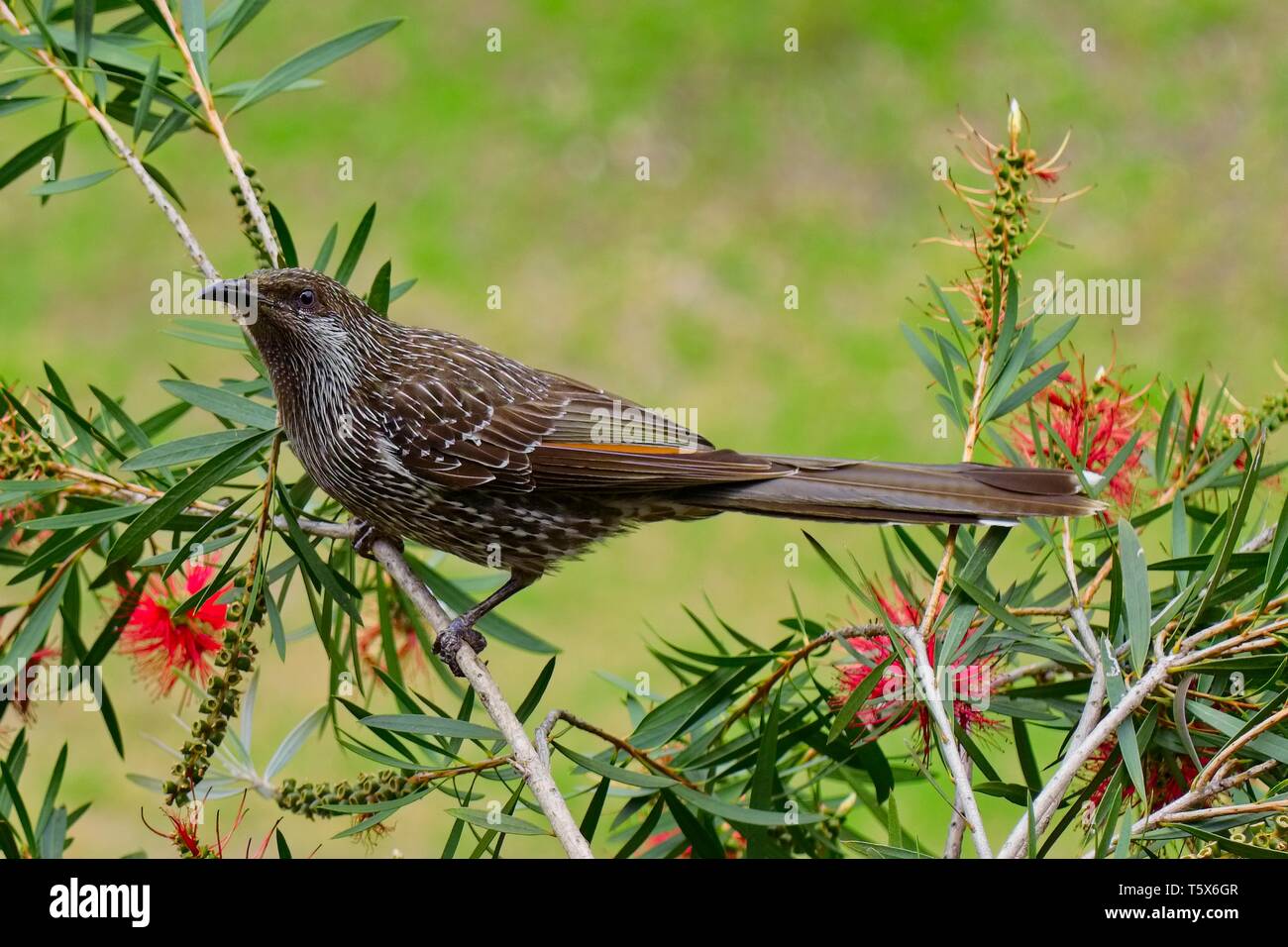 Wenig wattlebird sitzen in einem bottlebrush mit roten Blumen Stockfoto