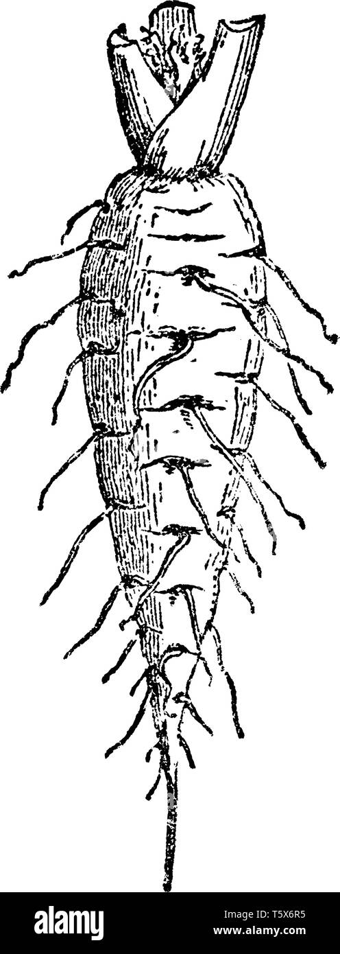 Karotten kommen in verschiedenen Farben wie Orange, Violett, Weiß, Gelb und Rot. Karotte Öl ist gut für trockene Haut, weil es macht die Haut weicher, glatter Stock Vektor