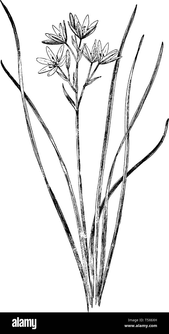 Das Bild zeigt einen Stern von Bethlehem Hyazinthe auch bekannt als Ornithogalum umbellatum. Es ist auf dem sternförmigen Blüten. Ornithogalum Arten sind p Stock Vektor