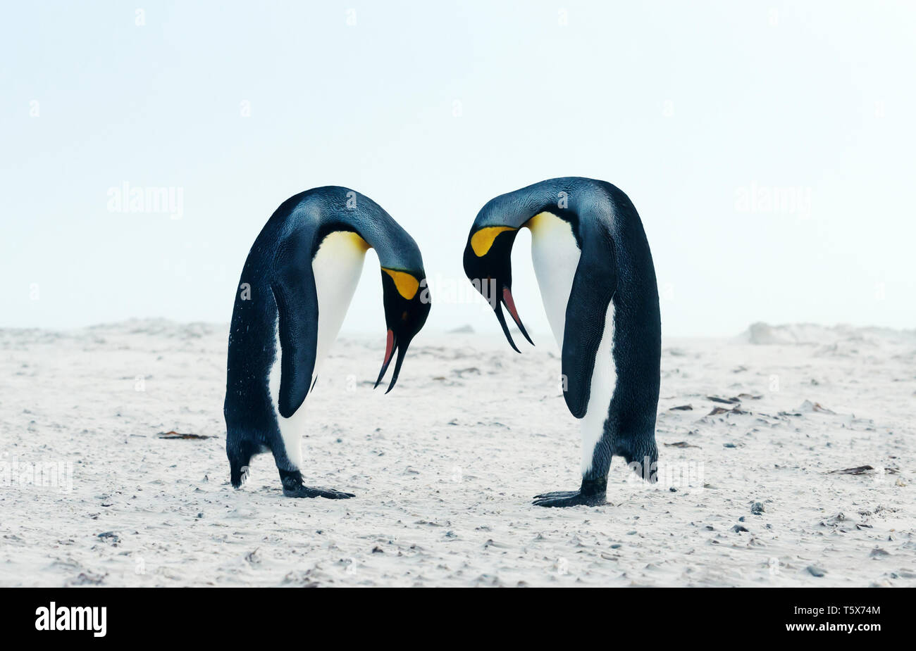 In der Nähe von King penguin Balz Verhalten während der Paarungszeit, Falkland Inseln. Stockfoto