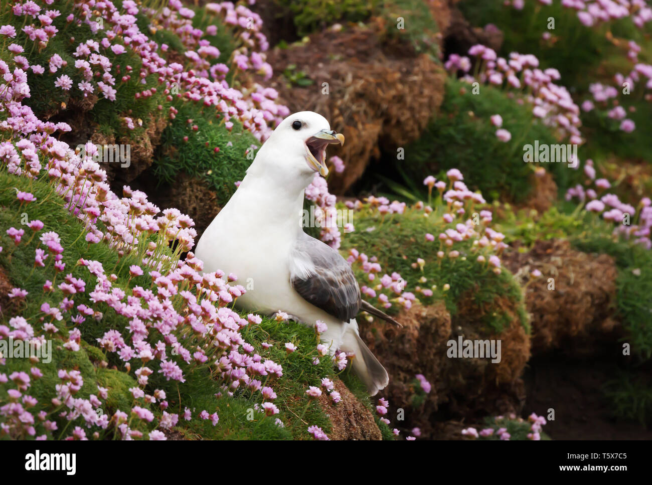 Nahaufnahme von einem aufrufenden Nördlichen Eissturmvogel (Fulmarus glacialis) in einem Feld von Sparsamkeit Blumen, Shetland Inseln, Großbritannien. Stockfoto