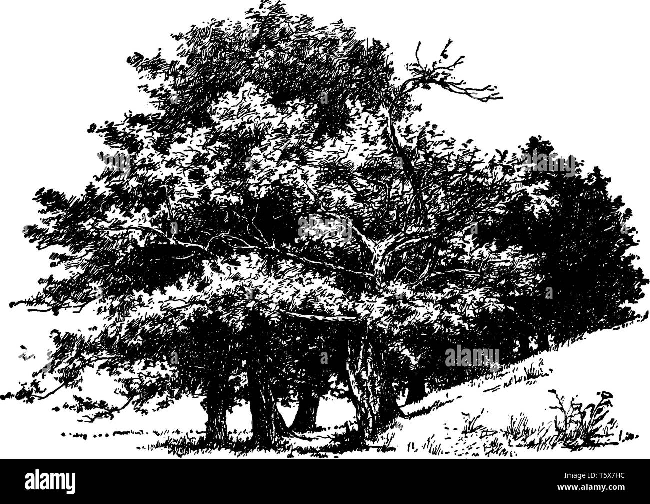 Dieses Bild zeigt die Gruppe der alten Zuckerahorn. Sugar maple ist am besten für die primäre Quelle von Ahornsirup bekannt, vintage Strichzeichnung oder Stock Vektor