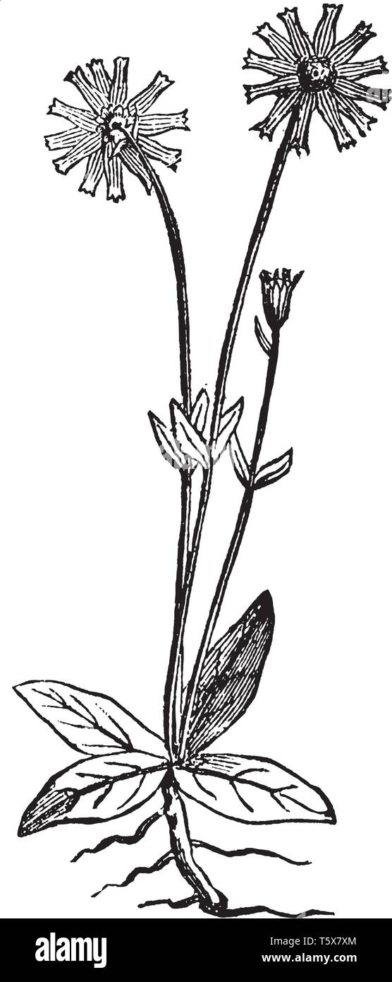 Die zentralen Festplatte von Blumen auf dem Astern, die Blütenblatt umgeben. In diesem Bild haben zwei Blumen und eine Knospe, Sie haben lange Stengel und Blätter auf gewachsen Stock Vektor