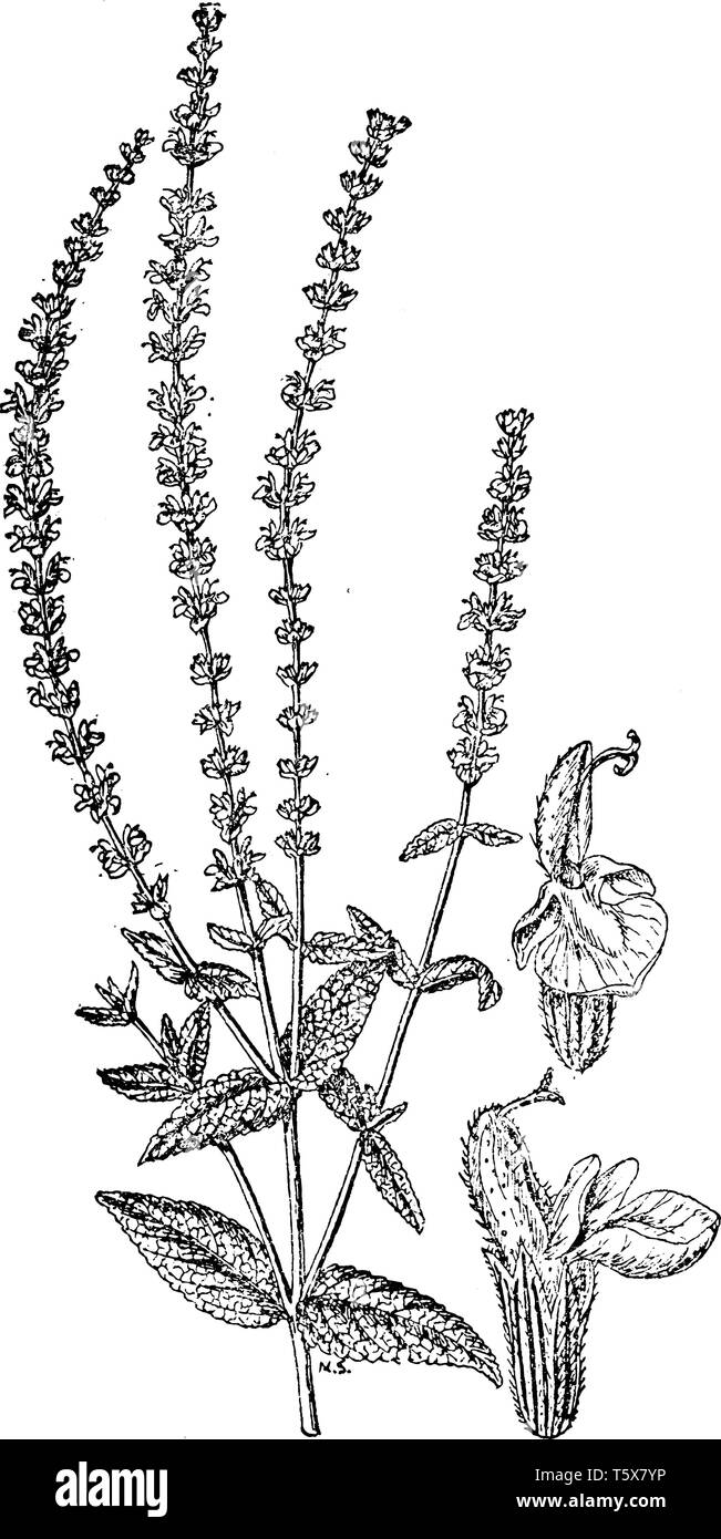 In diesem Bild können wir sehen, Salvia Officinalis Pflanze, die sehr attraktiv ist und sehr einfach zu wachsen, vintage Strichzeichnung oder Gravur Abbildung. Stock Vektor