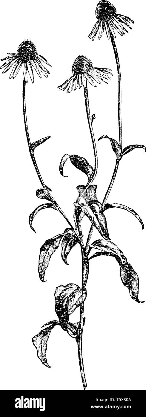 Ein Bild zeigt einen Zweig und Blume von Sonnenhut auch genannt als Rudbeckia Purpurea und Echinacea Purpurea, vintage Strichzeichnung oder engrav Stock Vektor