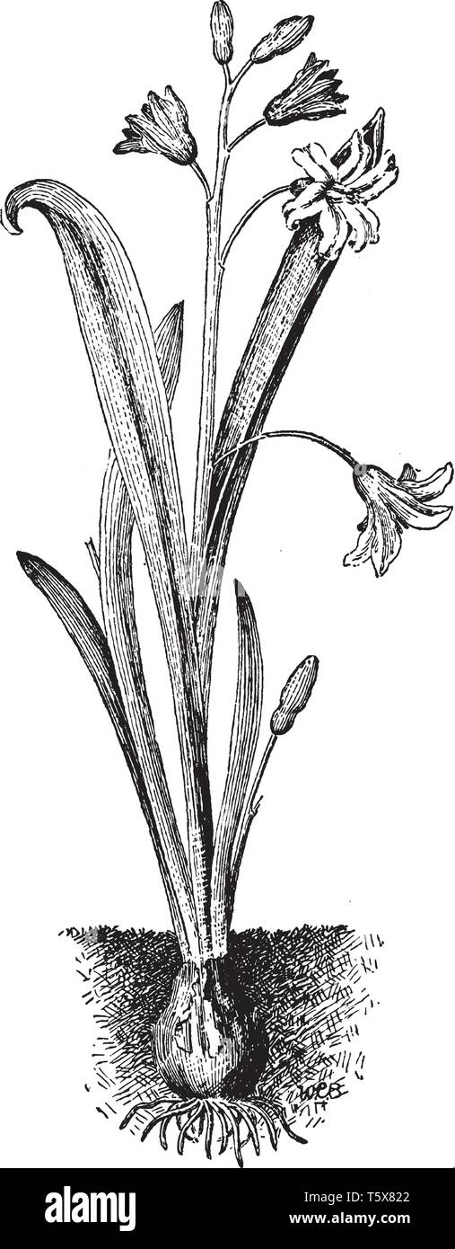 Das Bild zeigt eine Chionodoxa Luciliae-. Es verfügt über helle blaue Blüten mit weißen Zentren. Jede Blume ist bis zu 3,5 cm. Die Basis jedes Blütenblatt ist wh Stock Vektor
