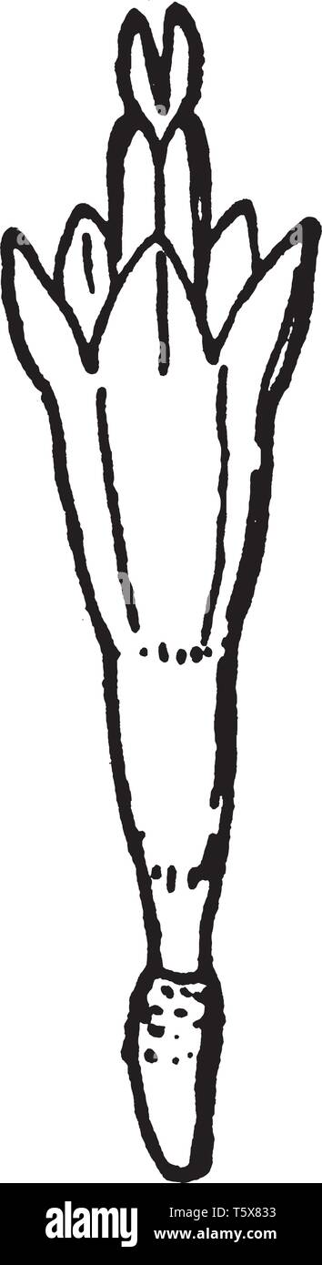 Das Gänseblümchen Blume, Blüte von unten in Richtung der Spitze. Blumen sind mehr als drei Zeilen, vintage Strichzeichnung oder Gravur illustr Stock Vektor