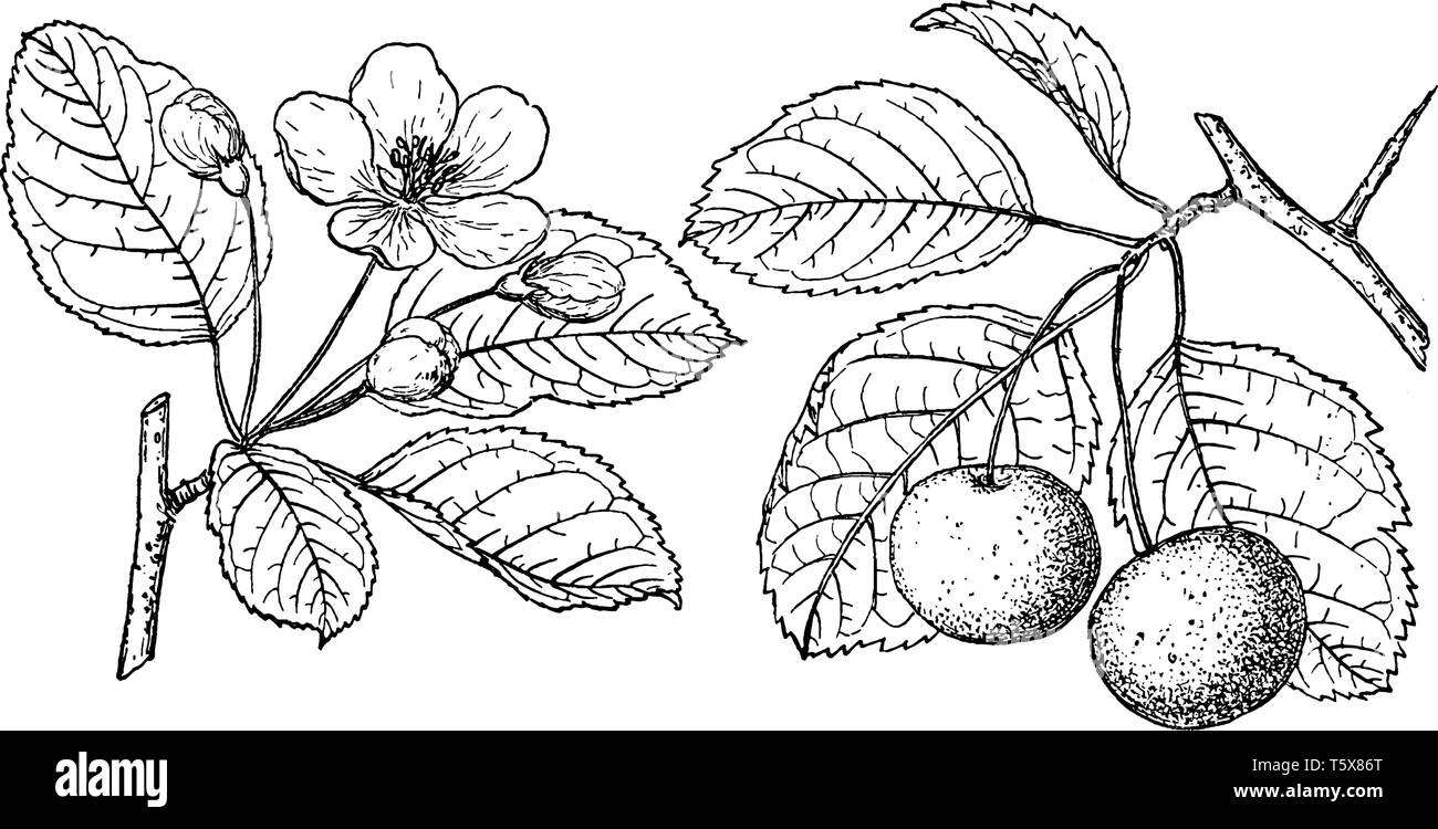 Ein Bild zeigt den Zweig der süßen Crabapple tree, die auch als Malus coronaria bekannt und ist in den südlichen Vereinigten Staaten, Vintage Linie zeichnen Stock Vektor