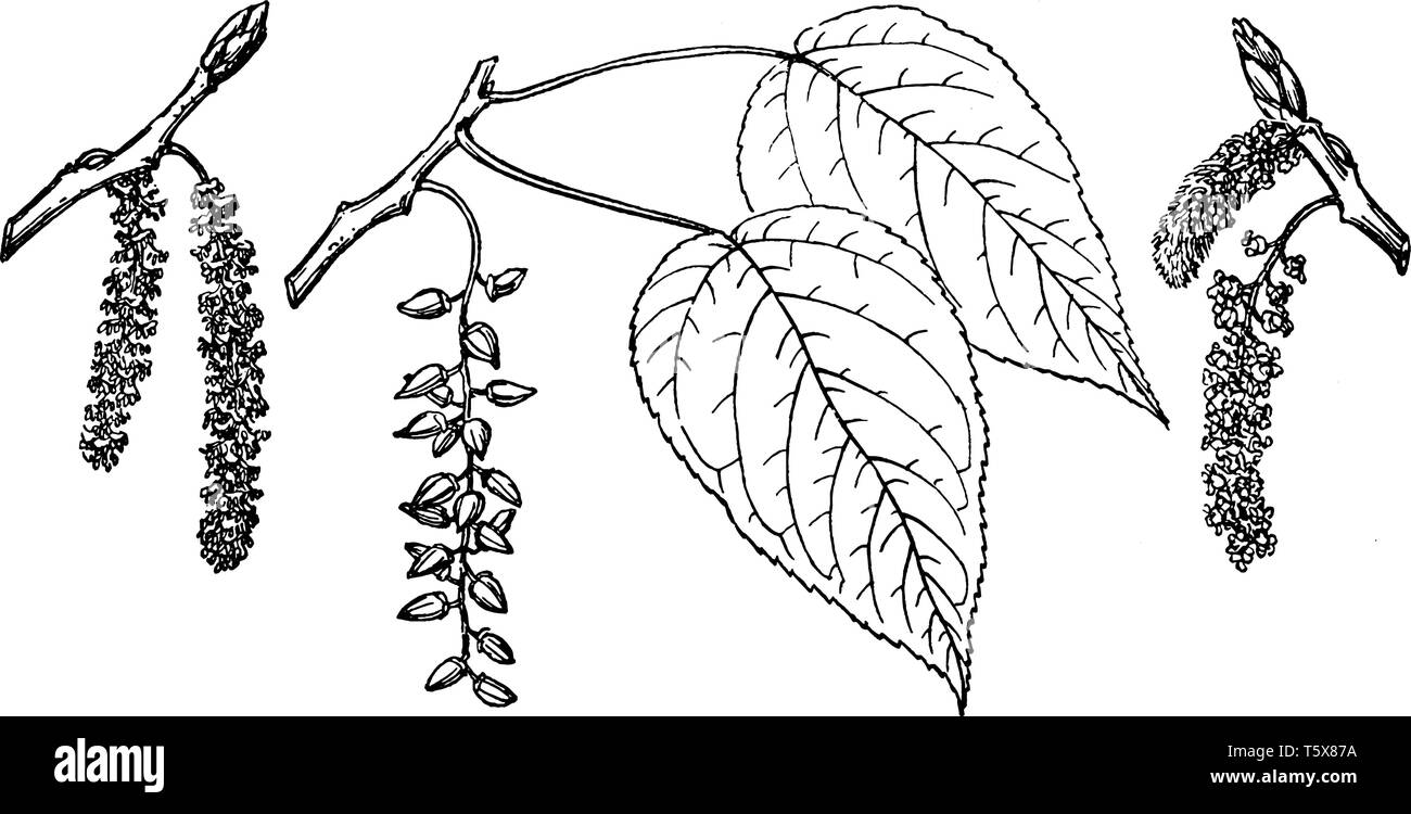 Diese Abbildung stellt verschiedene Branchen, die aufgerufen werden, Populus Balasamifera, der in Nordamerika heimisch ist, ist die Niederlassung der Ontario Balsam Pop Stock Vektor Diese Abbildung stellt verschiedene Branchen, die aufgerufen werden, Populus Balasamifera, der in Nordamerika heimisch ist, ist die Niederlassung der Ontario Balsam Pop Stock Vektor