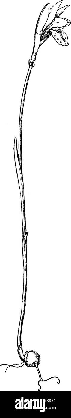 Dieses Bild zeigt Arethusa Bulbosa Anlage. Es ist eine hübsche Orchidee hoch wächst. Die Blüte ist hell, Rosa. Der Pflanze Gras - wie Blätter nicht de Stock Vektor