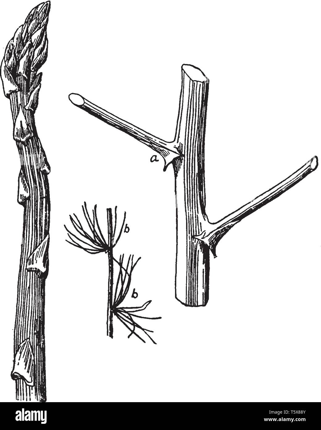 Ein Bild von Blätter und Zweige von Spargel, in denen sich Niederlassungen entstehen und Cluster von branchlets oder Blätter sind gezeigt, vintage Strichzeichnung oder engravin Stock Vektor