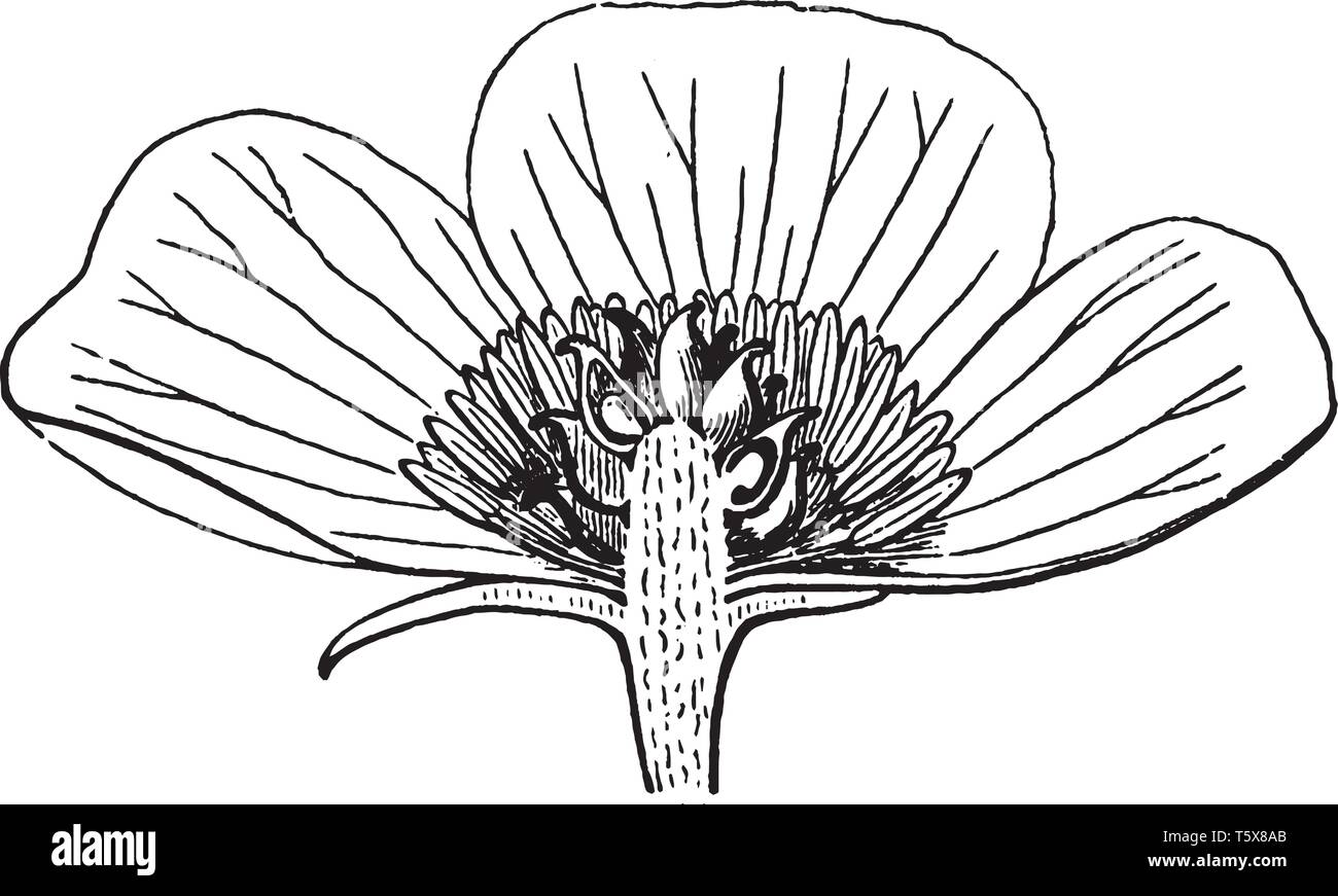 Das Bild zeigt die Anemone Blume. Blütenblätter fehlen in der Mehrheit der Arten. Die achenes sind beaked & einige Arten haben federartige Haare befestigt Stock Vektor