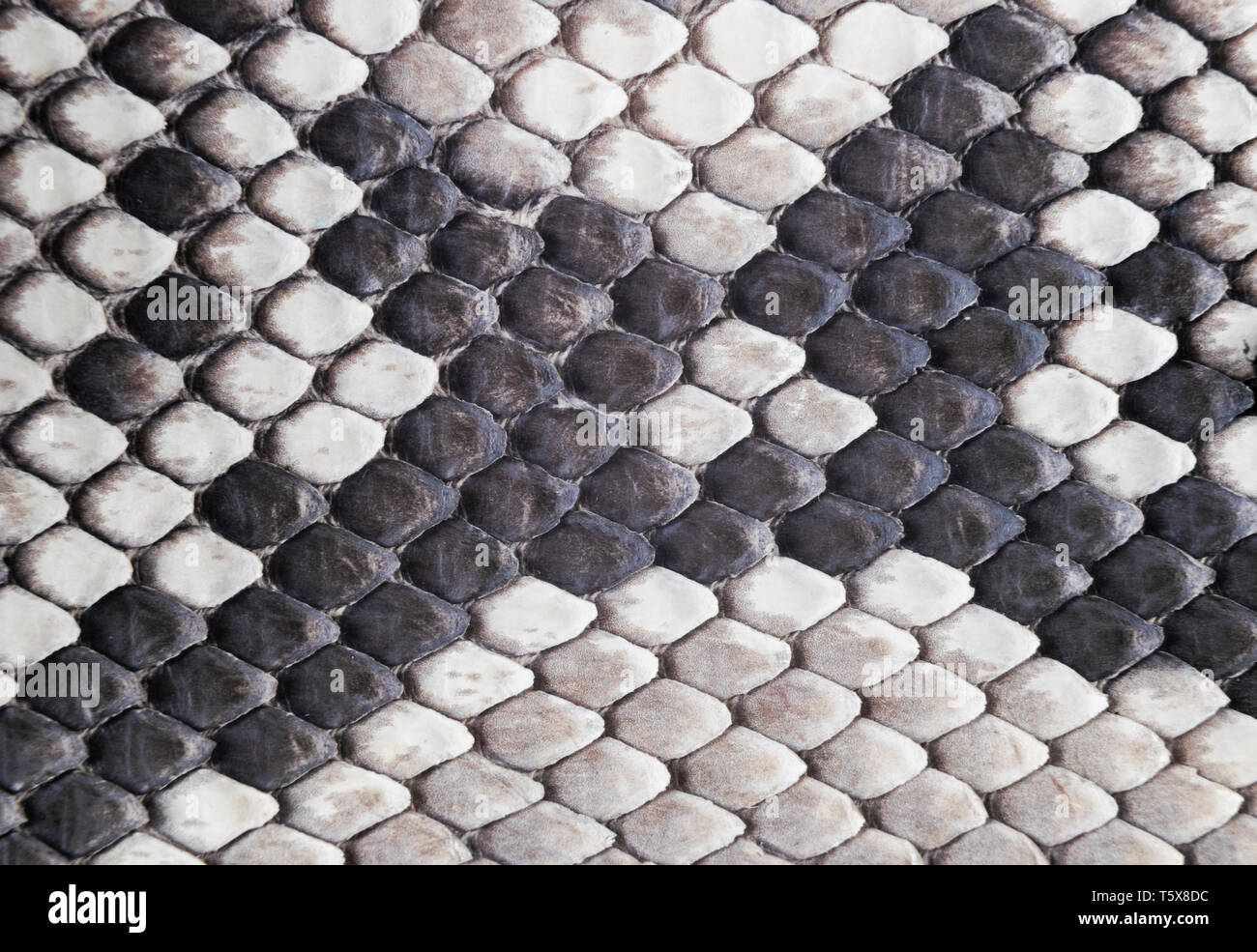 Struktur natürlichen Schlangenhaut Muster. Piton haut Hintergrund. Python Haut Textur Hintergrund. Die Textur aus echtem Leder Schlangenhaut. Schlange Textur Stockfoto
