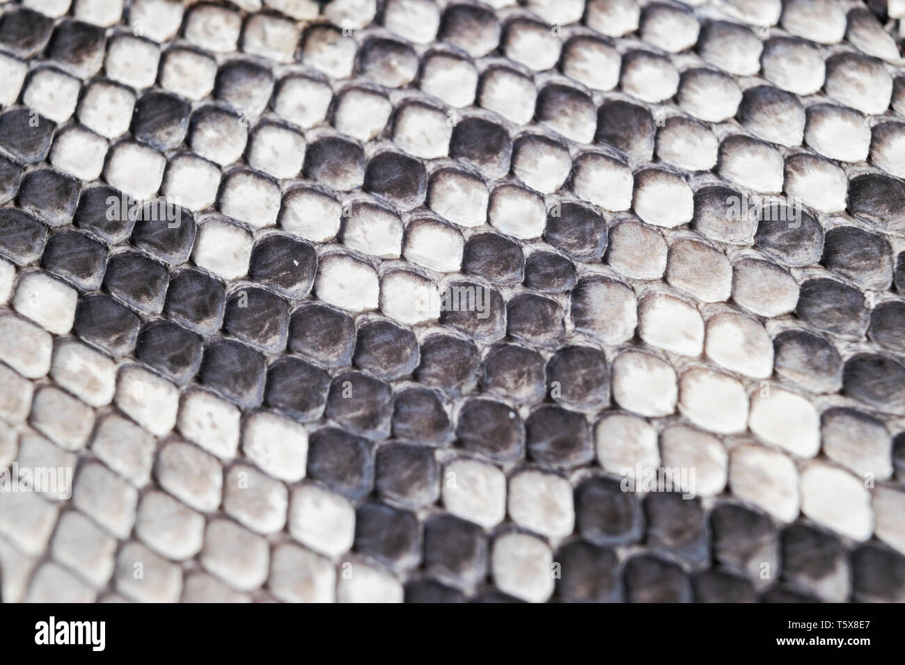 Struktur natürlichen Schlangenhaut Muster. Piton haut Hintergrund. Python Haut Textur Hintergrund. Die Textur aus echtem Leder Schlangenhaut. Schlange Textur Stockfoto