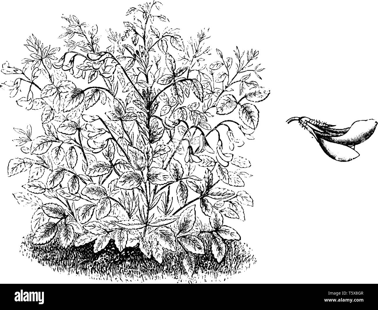 Ononis rotundiflora Blumen Rose und auf drei wachsen Blumen stammt. Die Blumen blühen im Sommer. Die Blätter sind rundlich, Zahnriemen, vintage Line Stock Vektor