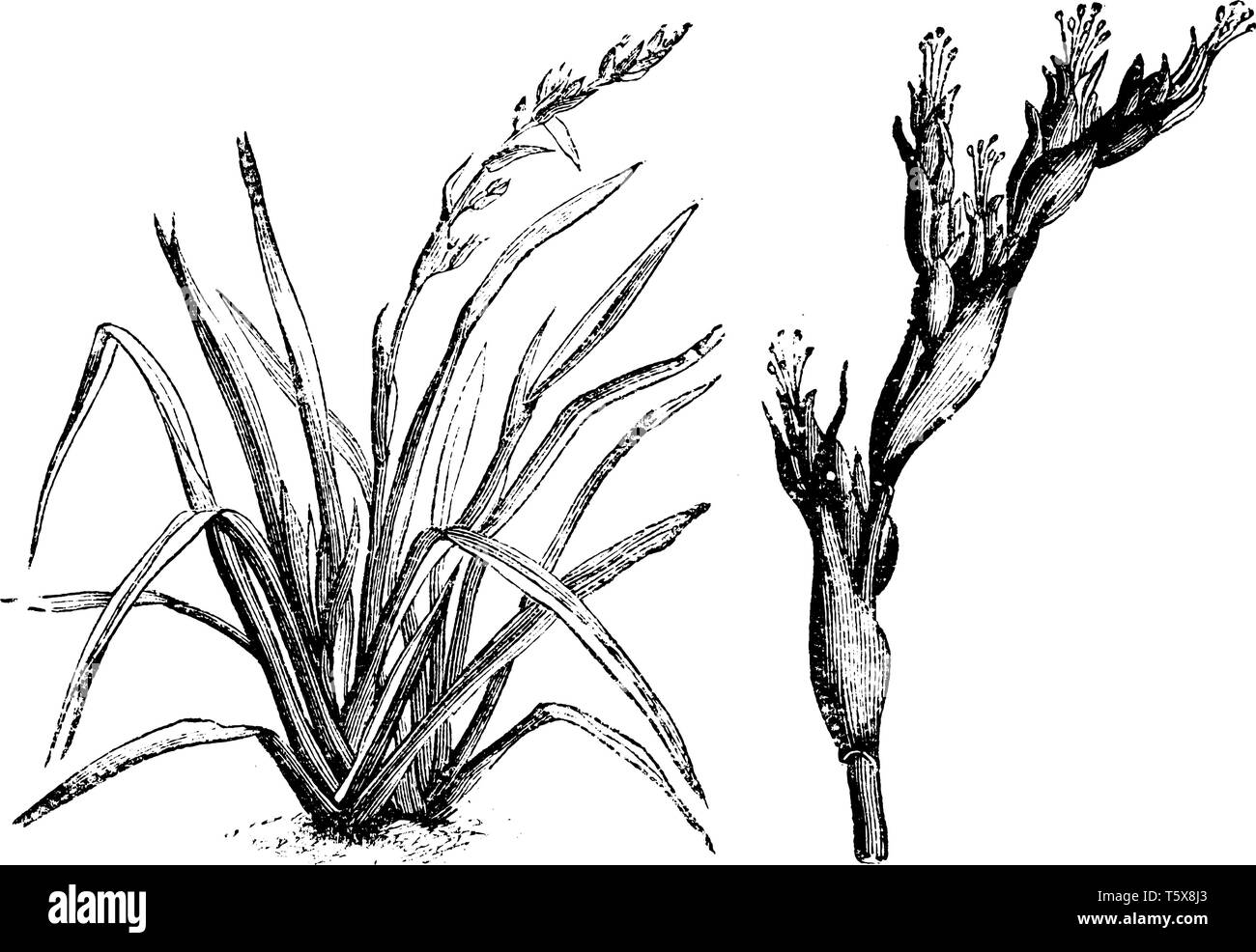 Ein Bild zeigt den Kleinen Flachs Lily. Die Blüten sind weiß mit grünlichen äusseren Segmente; hellblau Blumen mit markanten gelben Staubgefäßen hergestellt Stock Vektor