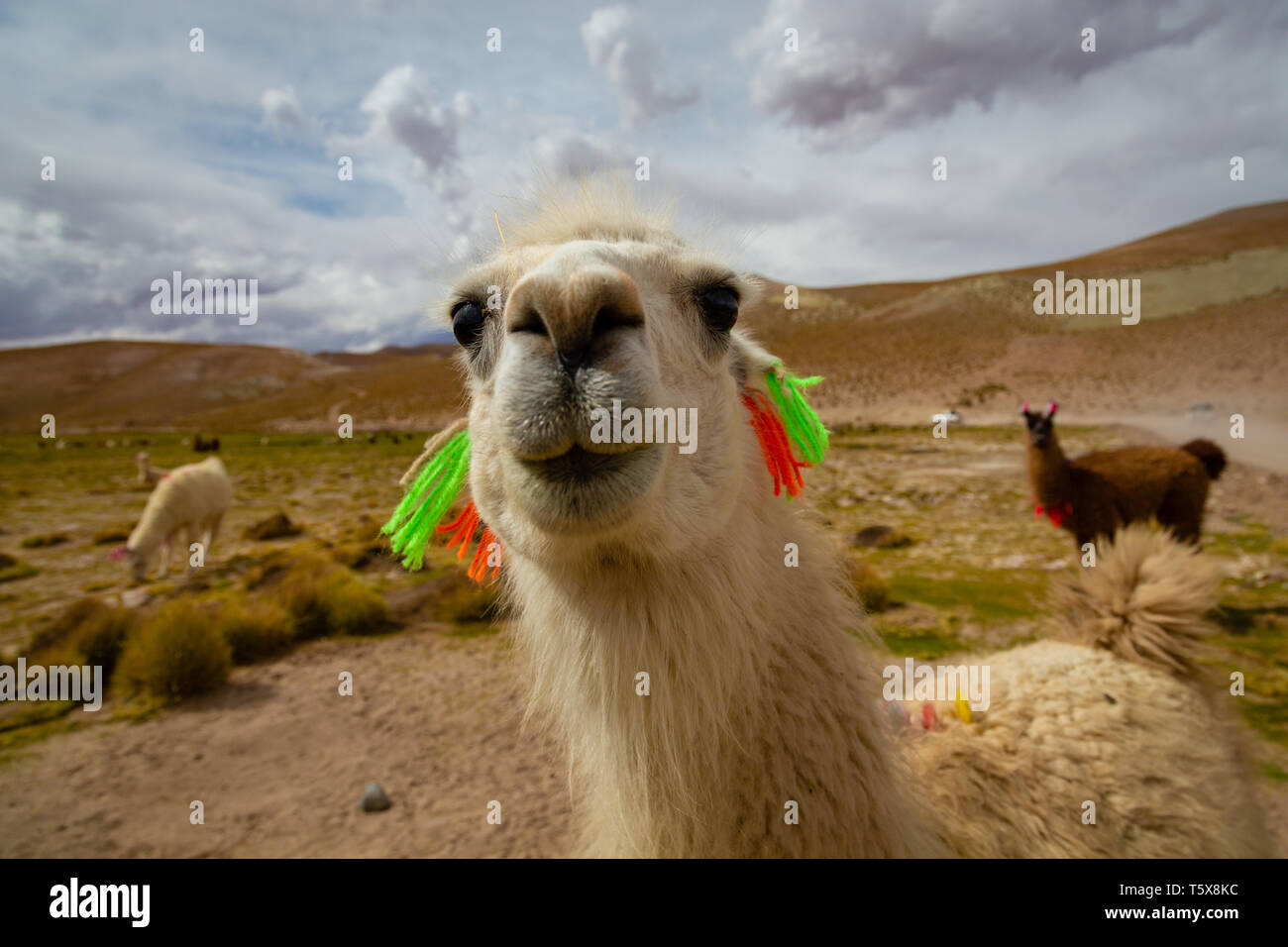 Nahaufnahme eines neugierigen Llama (Lama glama) Höhe inländischen Camelid aus den Anden in Südamerika Stockfoto