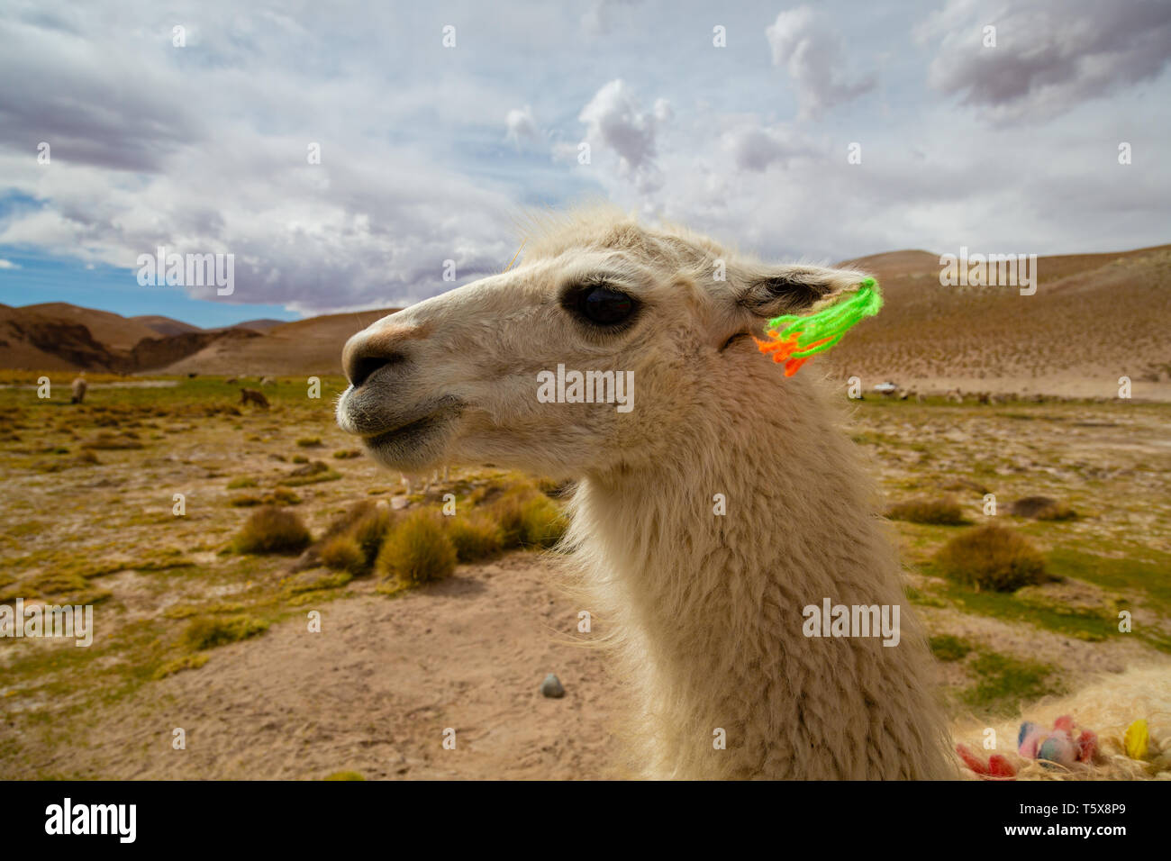 Nahaufnahme eines neugierigen Llama (Lama glama) Höhe inländischen Camelid aus den Anden in Südamerika Stockfoto