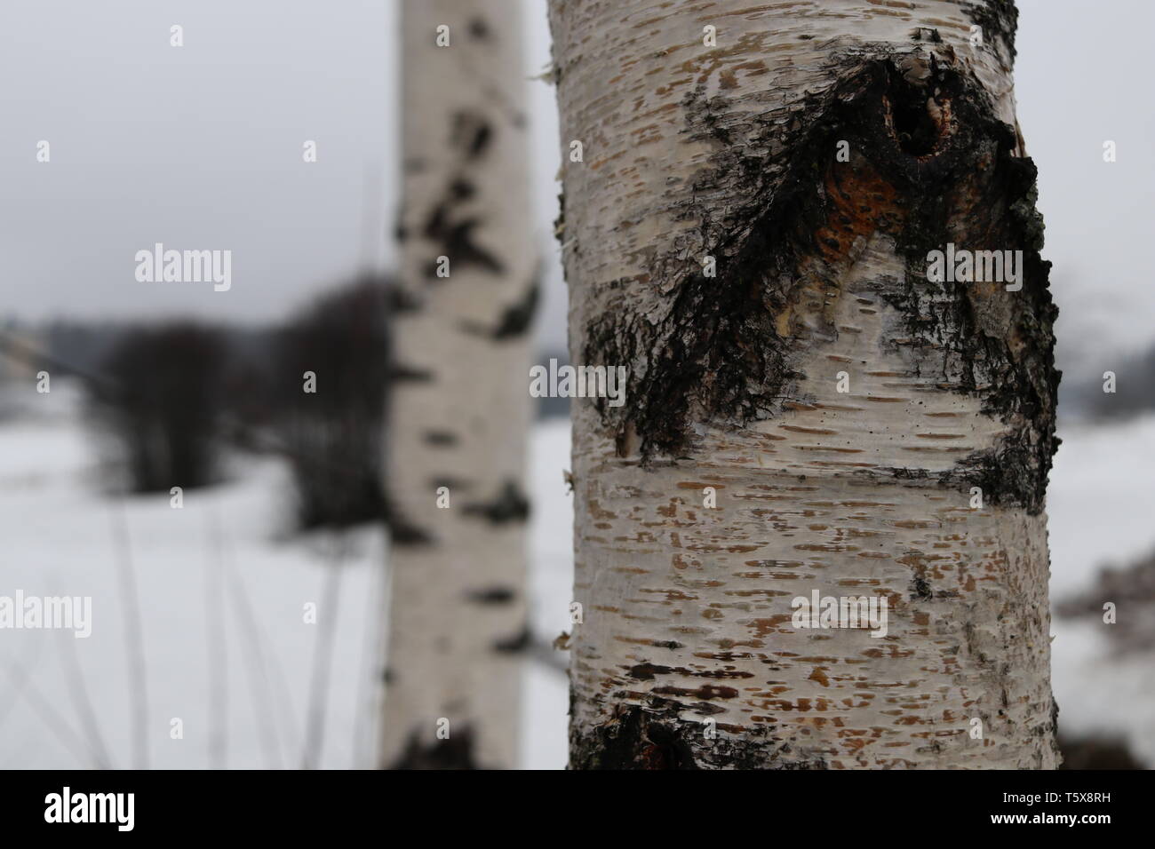 Zwei Birken in einer verschneiten Winterlandschaft. Stockfoto