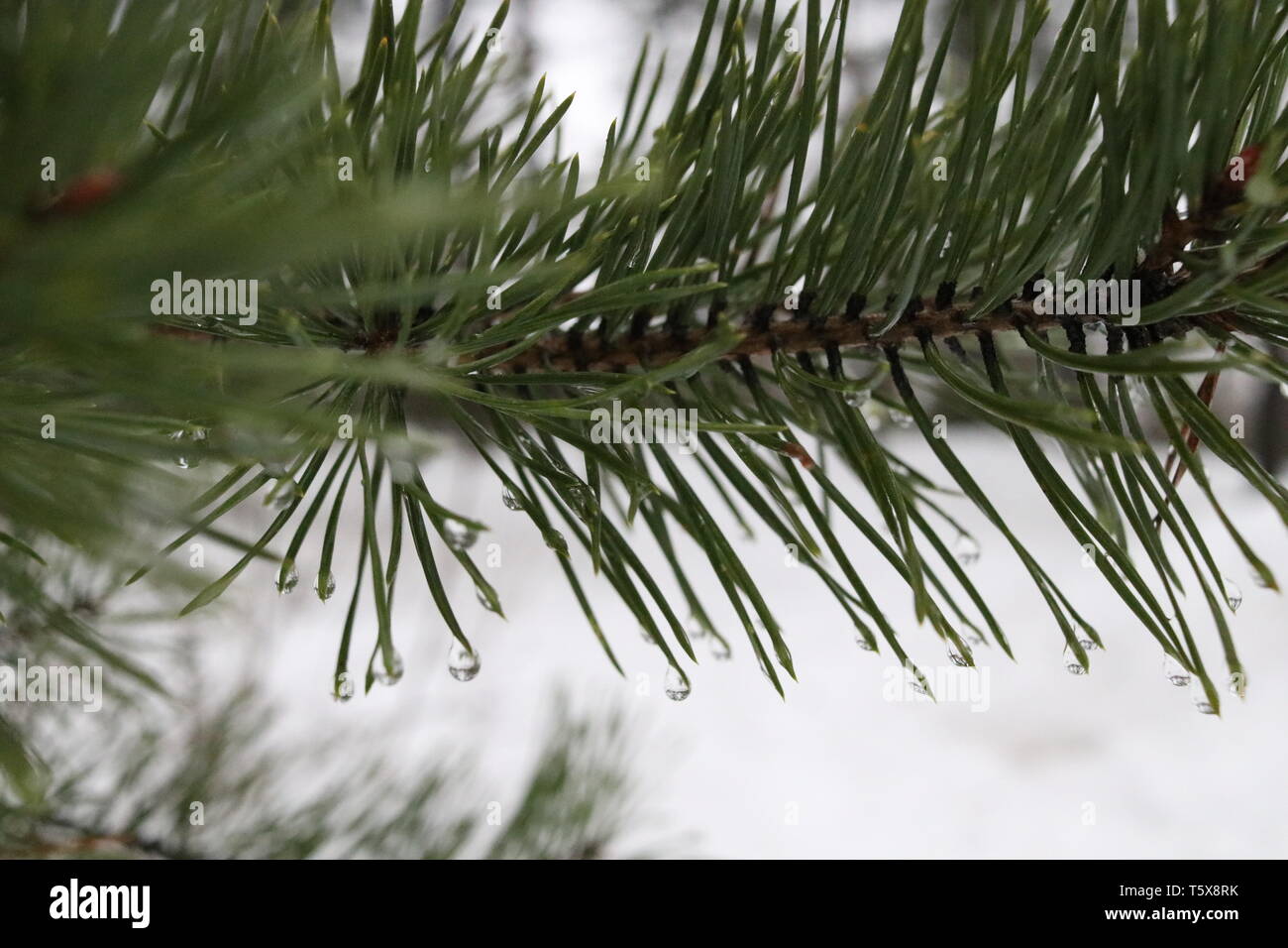Wassertropfen auf tannennadeln in einer verschneiten Winterlandschaft. Stockfoto