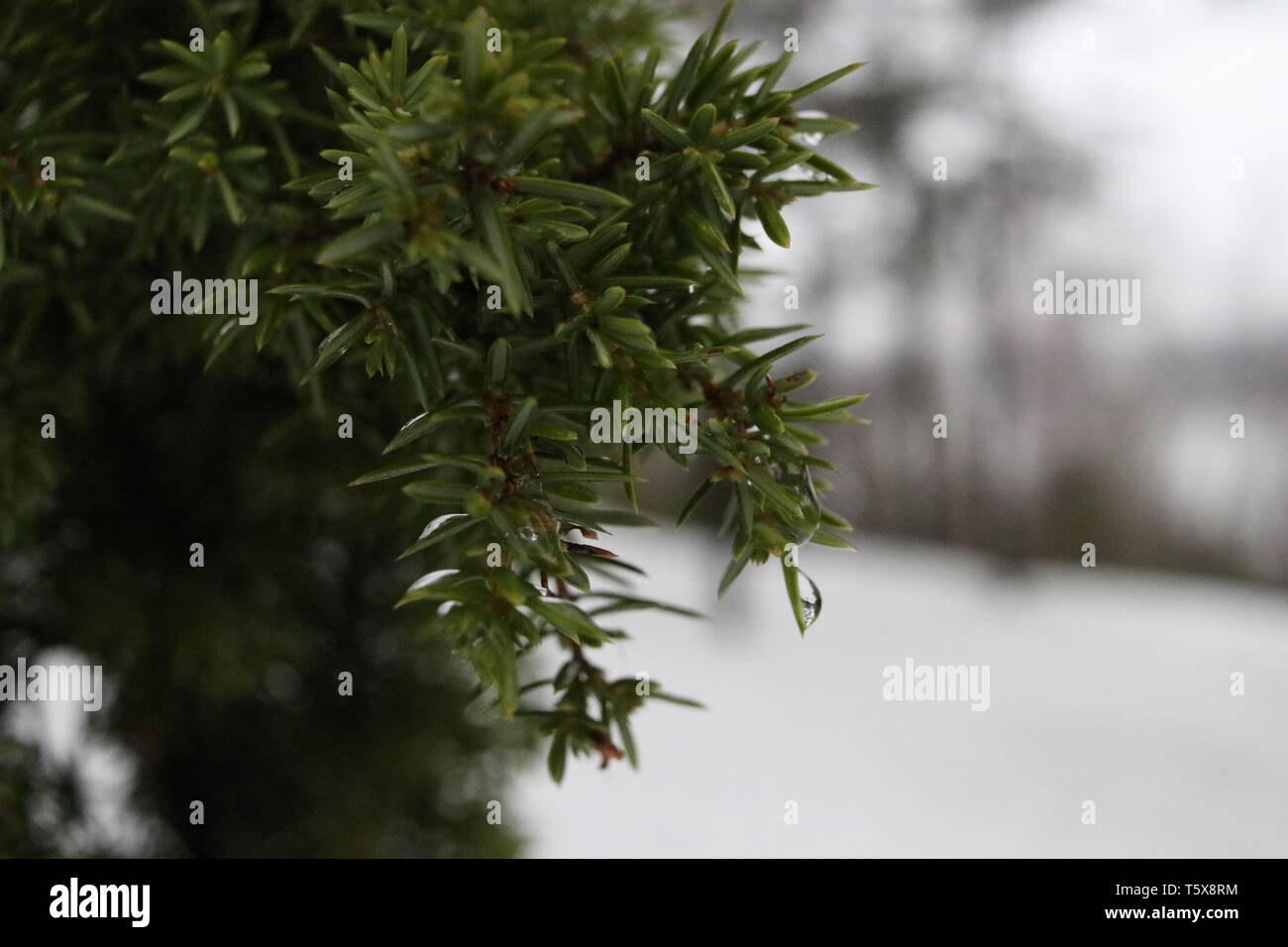 Eine Nahaufnahme von Tannennadeln mit einem schneereichen Winter Hintergrund. Stockfoto