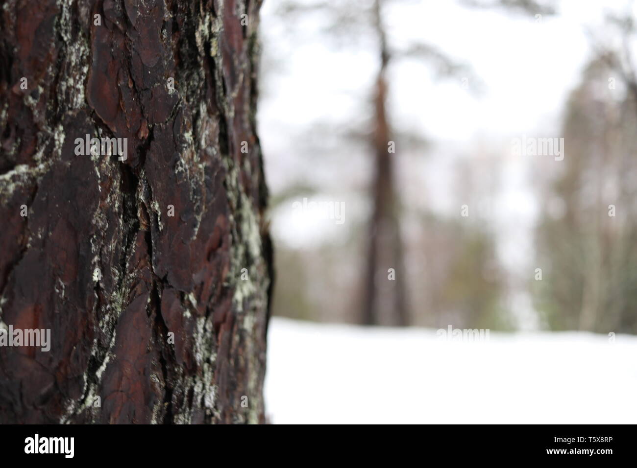 Eine Nahaufnahme eines Pine Tree Trunk in einer verschneiten Winterlandschaft. Stockfoto