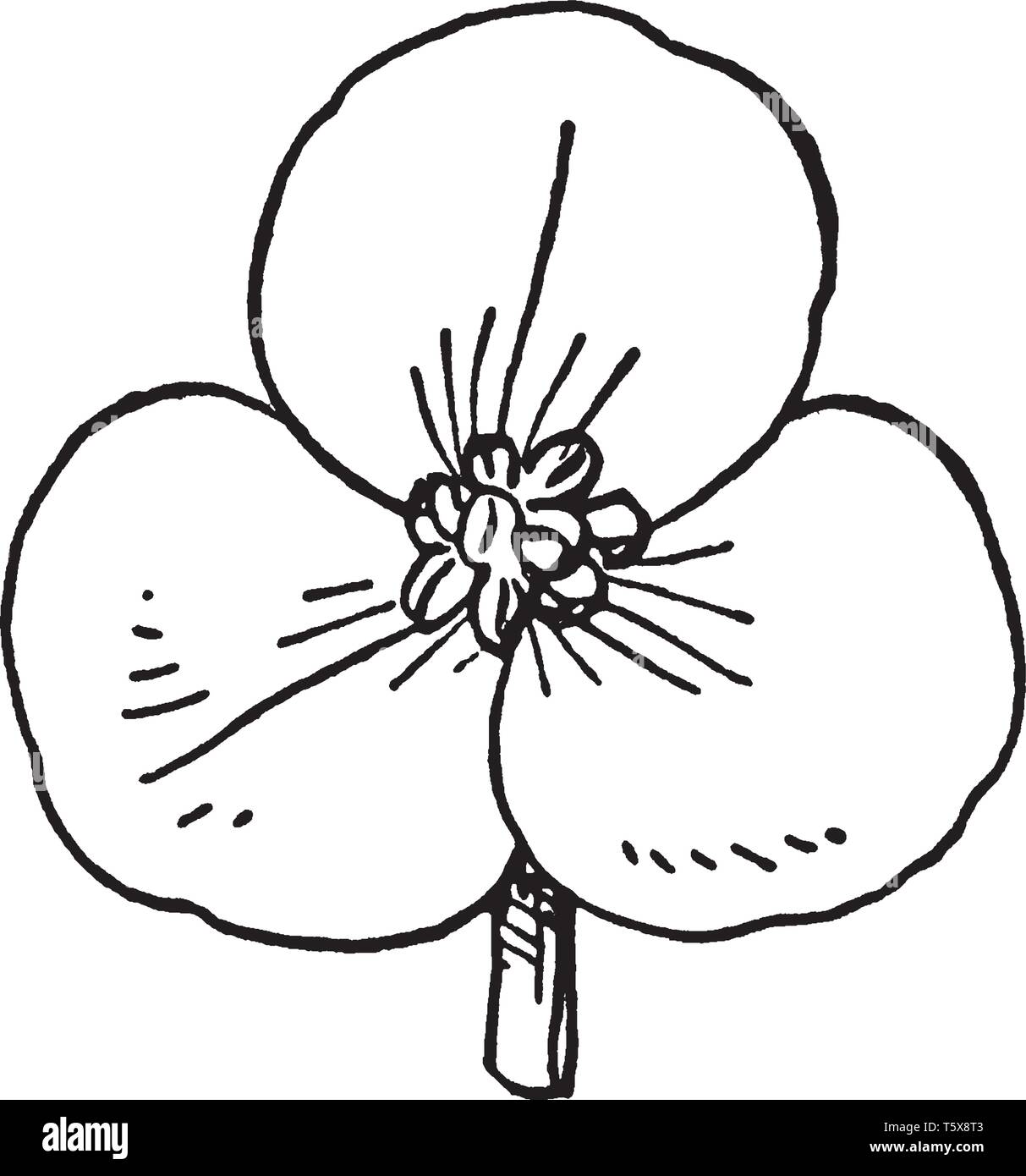 Frogbit hat grüne herzförmigen Blätter, dass eine Seerose und schwimmt auf der Oberfläche des Wassers ähneln, vintage Strichzeichnung oder Gravur Stock Vektor