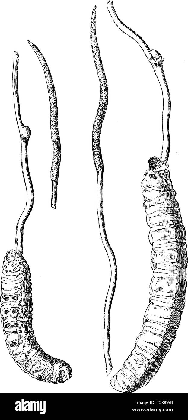 Cordycep Pilz ist ein 2-Teil. Die eine ist das stoma dünne und zweite ist sclerotium, ist Dick, vintage Strichzeichnung oder Gravur Abbildung. Stock Vektor