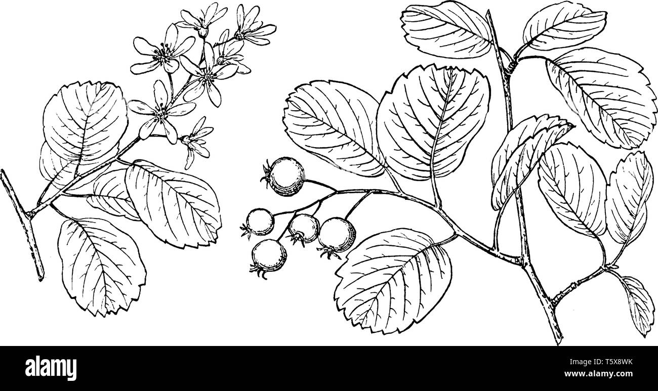 Niederlassung von Saskatoon Baum, der in der Familie der Rosengewächse. Die Blätter sind oval und ähnlich im Geschmack zu Heidelbeeren. Die kleinen Blüten sind Snowy whi Stock Vektor