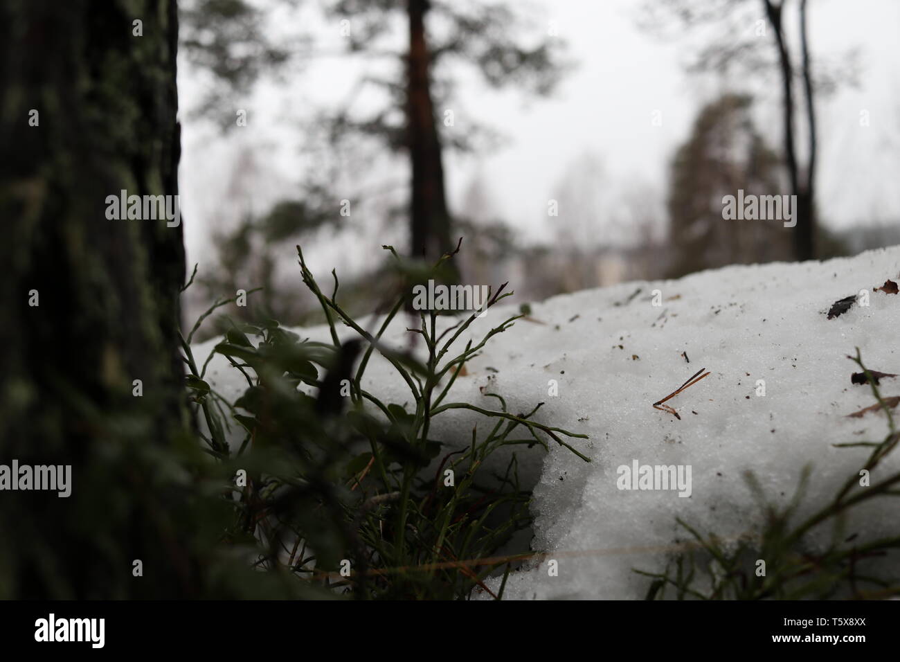 Hibernating berry Zweigniederlassungen entstehenden unter einem schneebedeckten Boden. Stockfoto