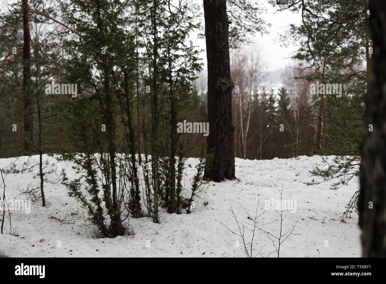 Bäume und Sträucher auf einem schneebedeckten Felsen im Winter. Stockfoto