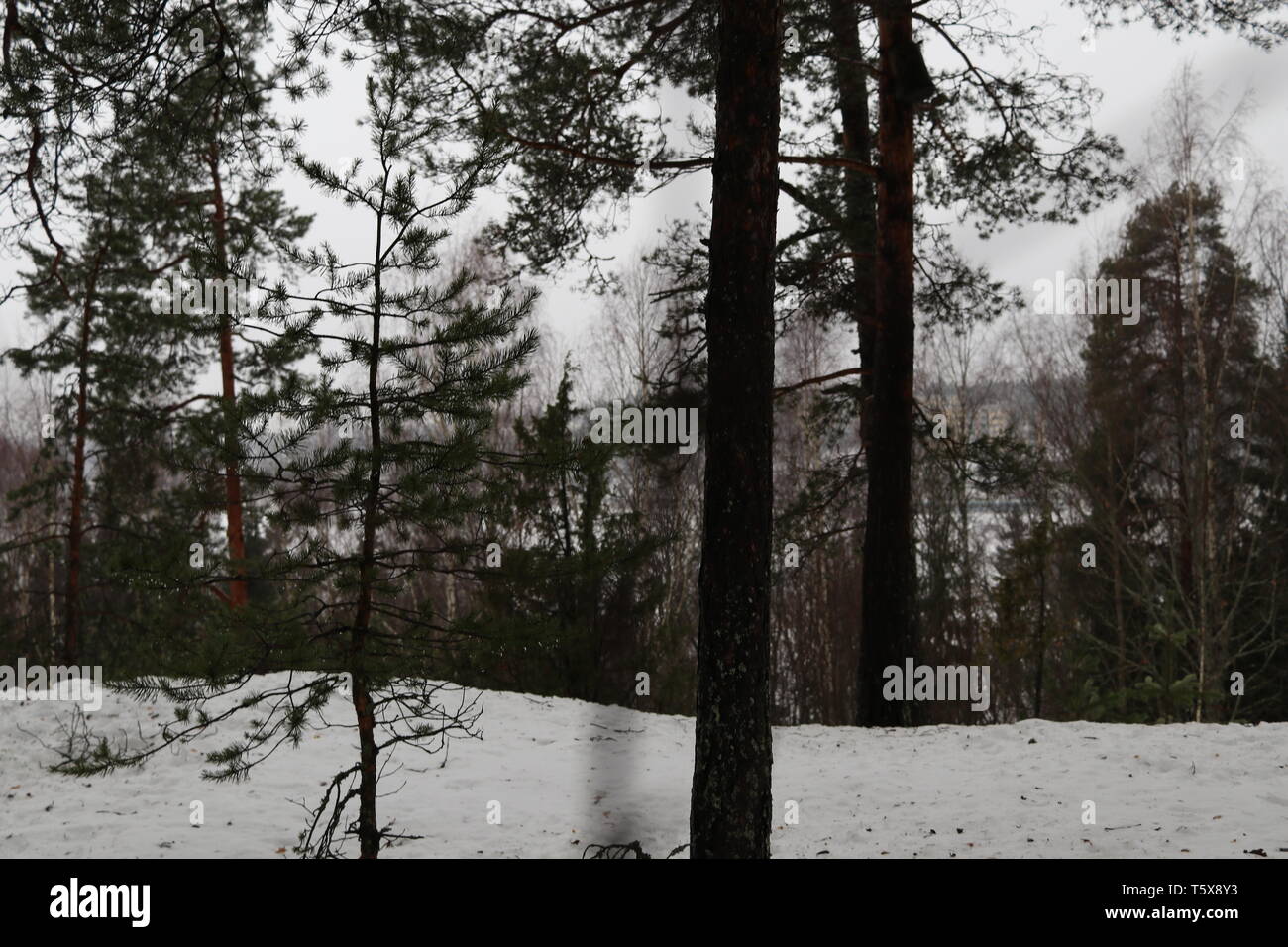 Pinien auf einem schneebedeckten Felsen auf einem dunklen Wintertag. Stockfoto