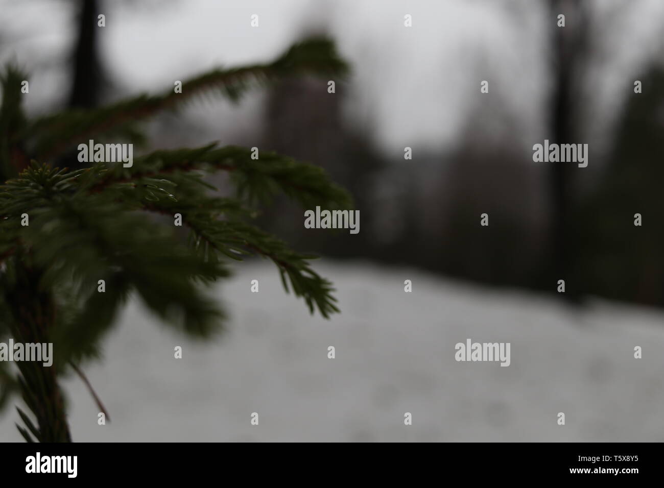 Eine Nahaufnahme von Tannennadeln mit einem verschneiten Hintergrund. Stockfoto