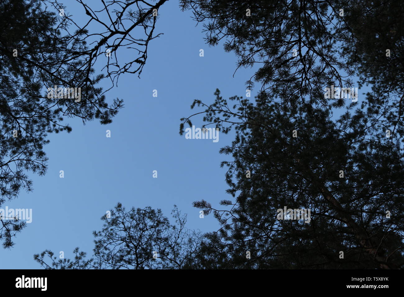 Ein wolkenloser Himmel, obwohl ein Wald Decke in ein dunkler Abend Kiefer. Stockfoto